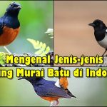 Manfaat Belajar Mengenal Jenis Jenis Burung Di Alam Bebas Sebuah Gerbang Menuju Pendidikan Holistik Dan Kecintaan Lingkungan