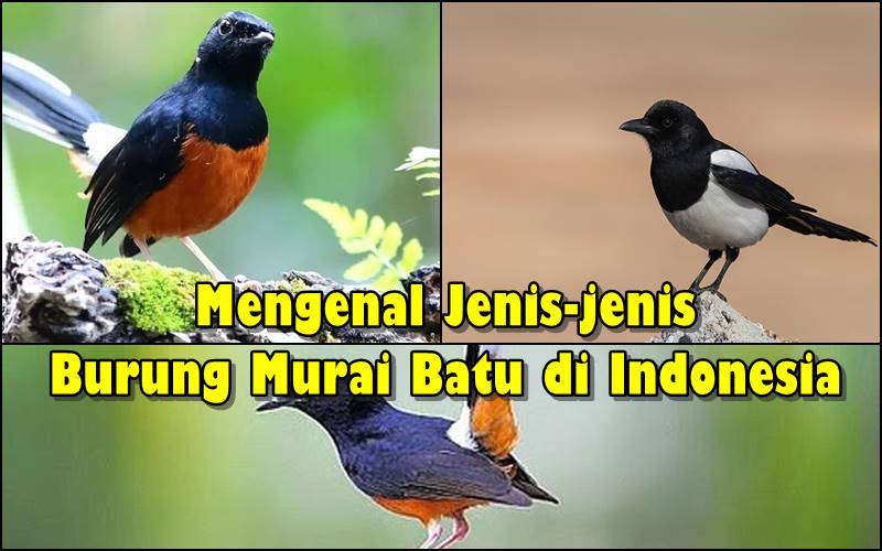 Manfaat Belajar Mengenal Jenis Jenis Burung Di Alam Bebas Sebuah Gerbang Menuju Pendidikan Holistik Dan Kecintaan Lingkungan