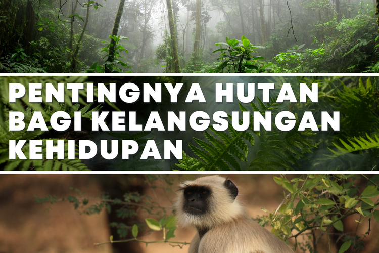 Membangun Kesadaran Sejak Dini Manfaat Belajar Tentang Pentingnya Hutan Bagi Kehidupan Dan Masa Depan Kita