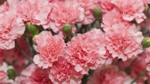 Tips Merayakan Anniversary Dengan Budget Terbatas Ciptakan Momen Tak Terlupakan Tanpa Menguras Kantong