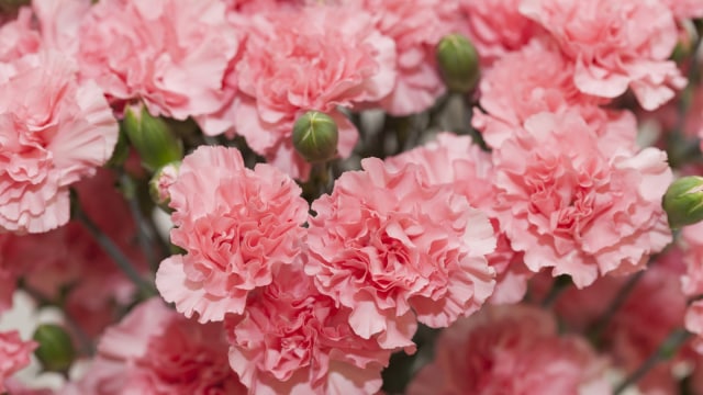 Tips Merayakan Anniversary Dengan Budget Terbatas Ciptakan Momen Tak Terlupakan Tanpa Menguras Kantong